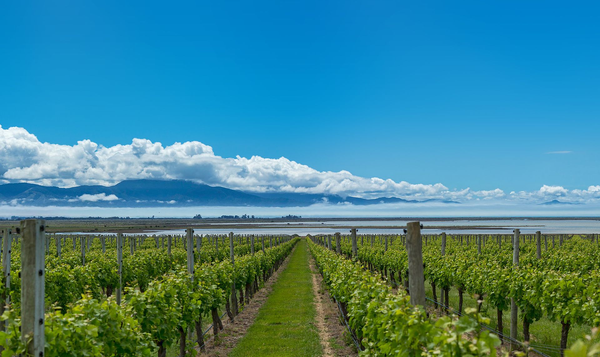夏のオススメワイン