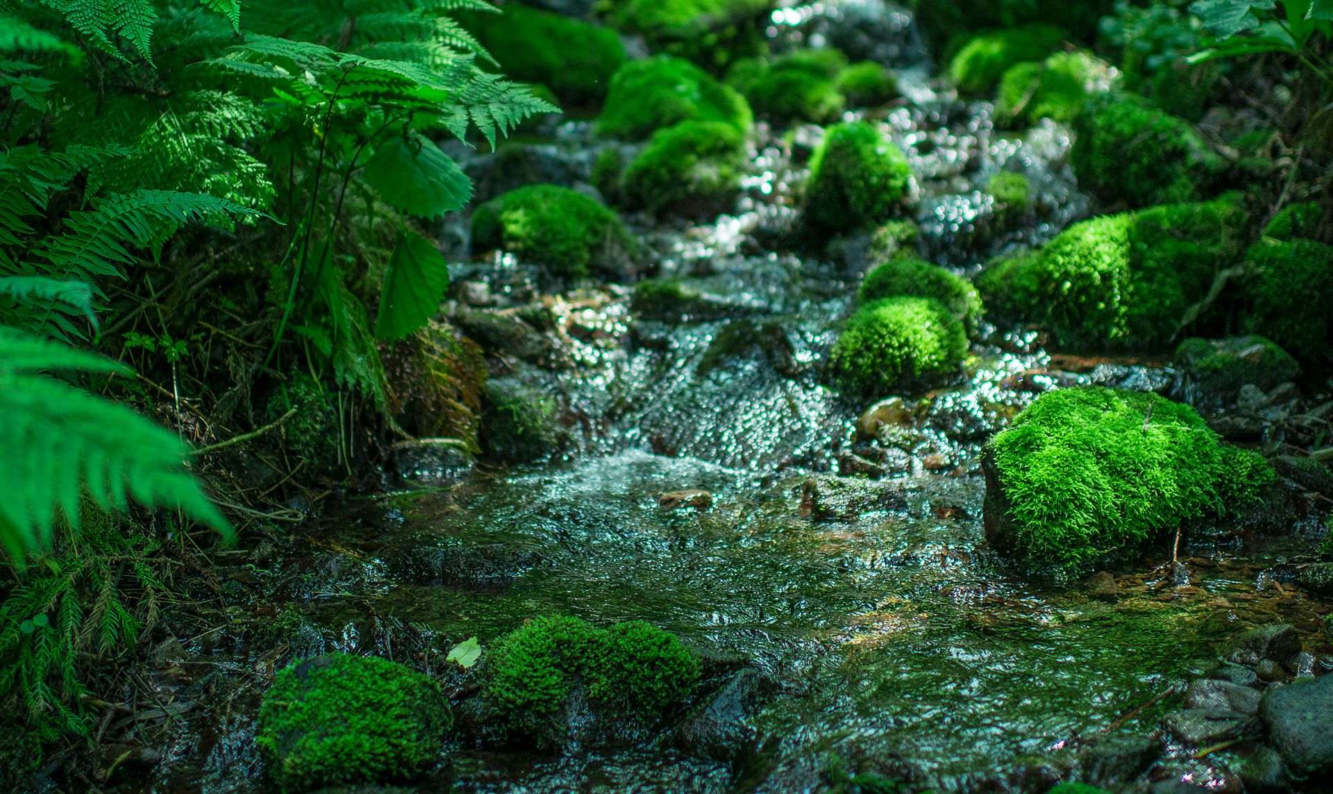 白神山地の水